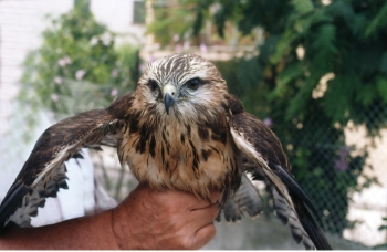 “Centro recupero animali selvatici”, Tagliolini si confronta con le associazioni ambientaliste 