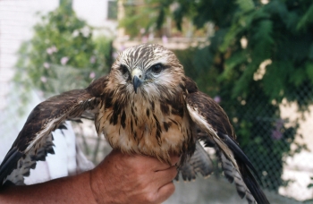 Centro recupero animali selvatici, la Provincia trova ulteriori risorse per proseguire l’attività fino al 10 agosto