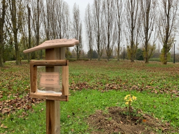 Il parco Miralfiore accoglie l"albero della pace"